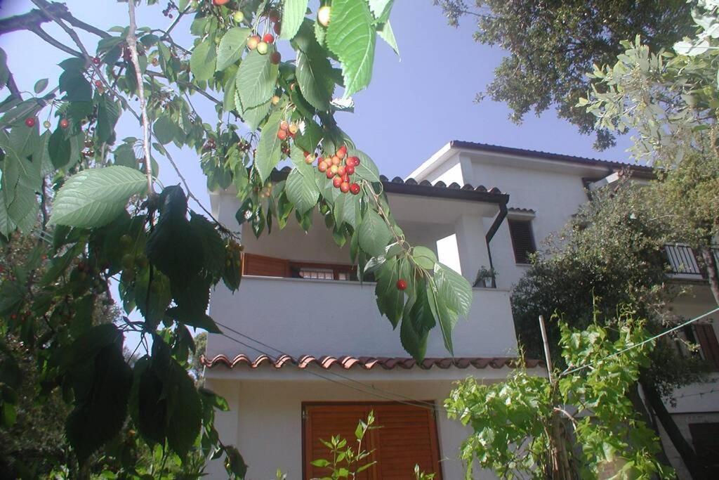 Stinjan-Studio Apartment Petric بولا المظهر الخارجي الصورة